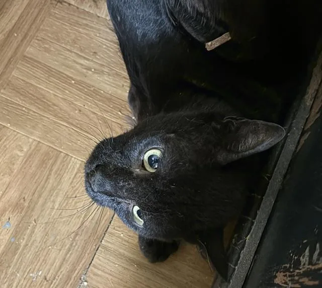 An adult medium-sized male Black Domestic Short Hair cat named Losham for adoption in Porter, TX