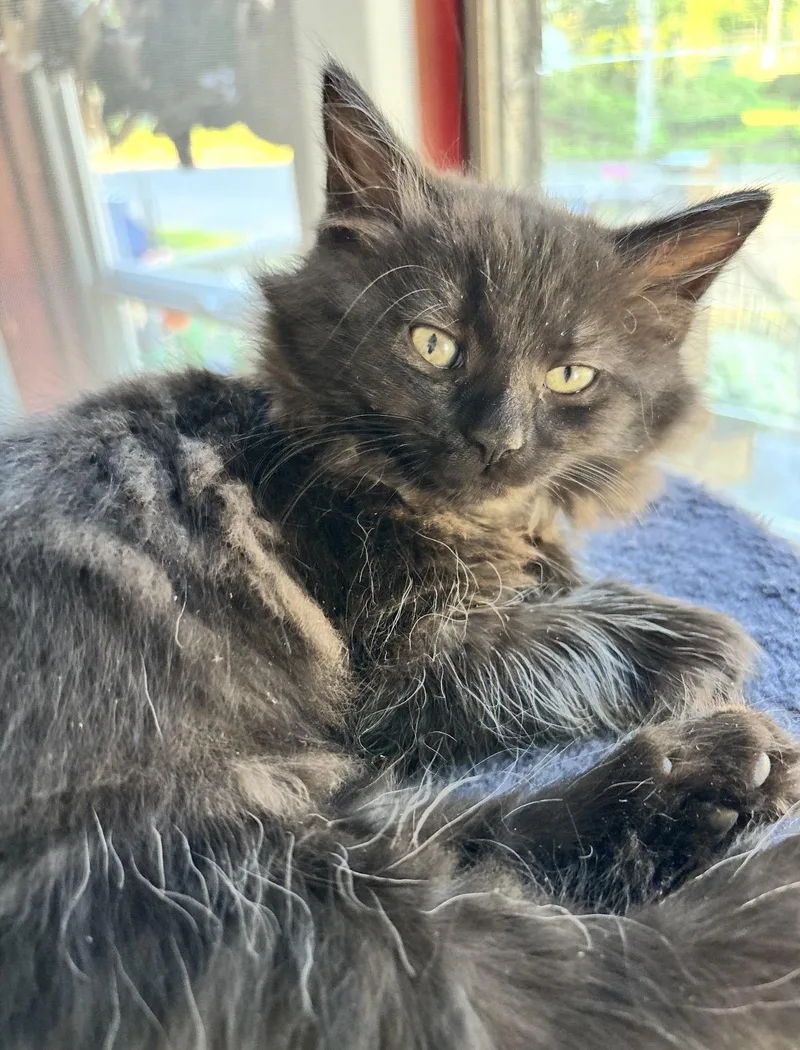 A baby small-sized female Domestic Medium Hair cat named Peyton for adoption in Canton, OH