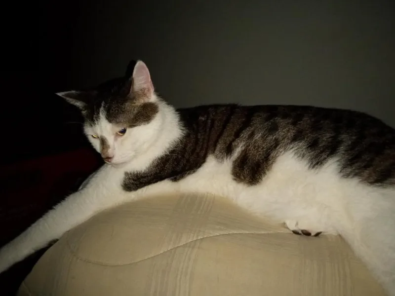 An adult large-sized male White Domestic Short Hair cat named Gizmo for adoption in Coon Rapids, MN