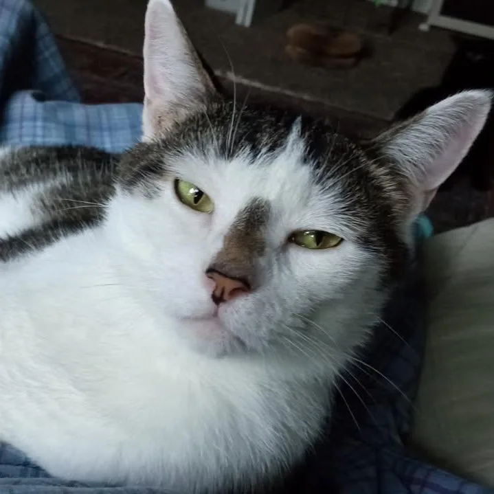 Gizmo thumbnail 2
