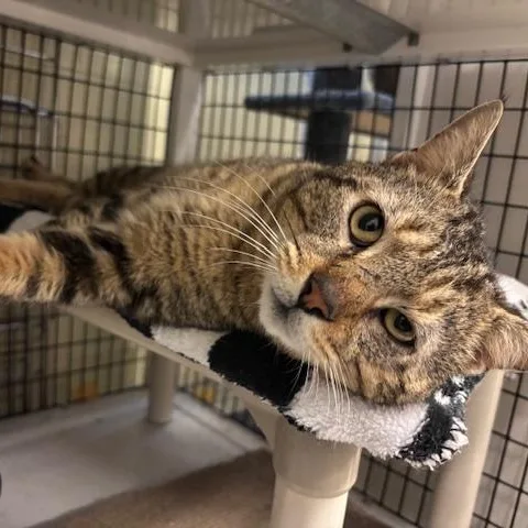 An adult large-sized male Tabby (Brown / Chocolate) Domestic Short Hair cat named Archie  A Big for adoption in Braintree, MA