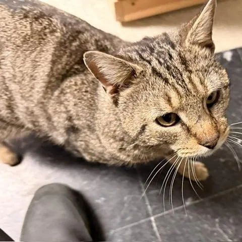 Archie  A Big thumbnail 3