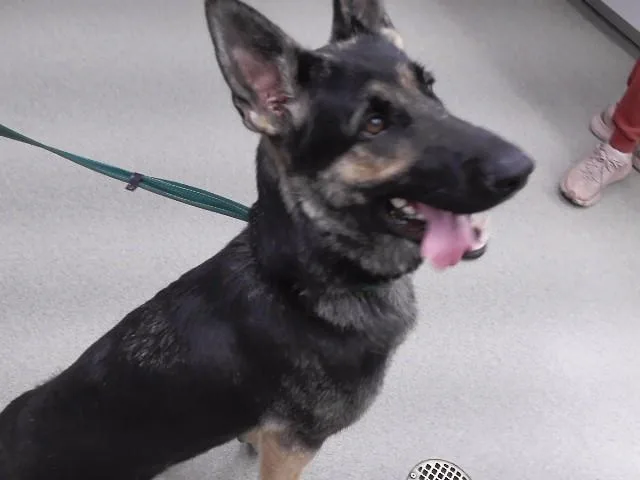 A young large-sized female German Shepherd Dog dog named Nyx for adoption in Omaha, NE