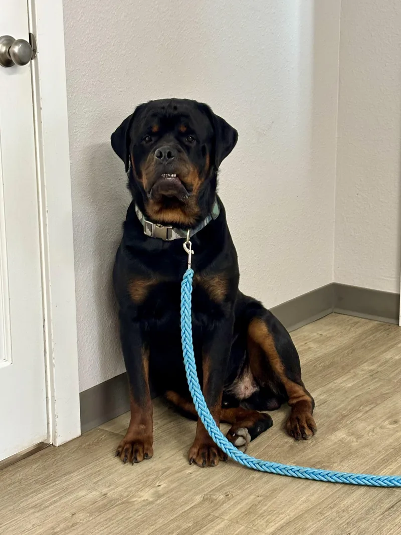 An adult extra large-sized male Bicolor Rottweiler dog named Tank for adoption in Jamestown, ND
