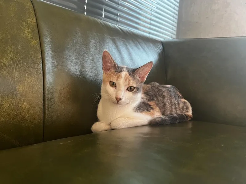 Cleo C. thumbnail 2
