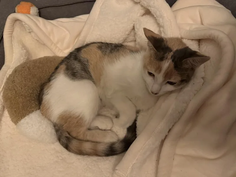 Cleo C. thumbnail 5