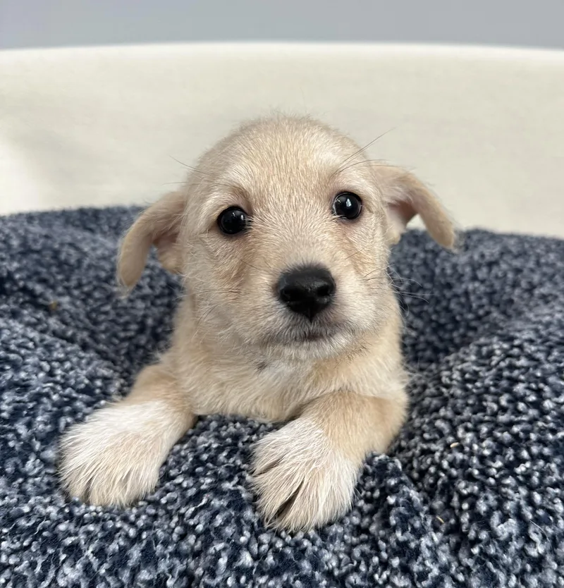 A baby small-sized male Yellow / Tan / Blond / Fawn Terrier dog named Parker for adoption in Lawrenceville, GA