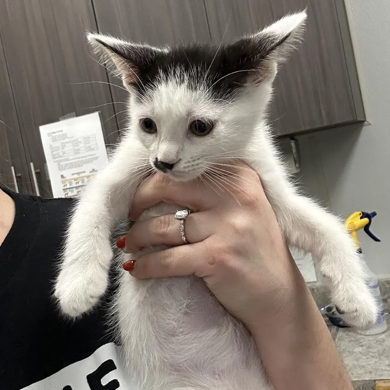 A baby small-sized male White Domestic Short Hair cat named Holstein for adoption in Jupiter, FL