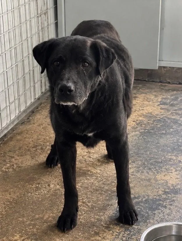 A senior large-sized male Black Labrador Retriever dog named Deets for adoption in Lordsburg, NM
