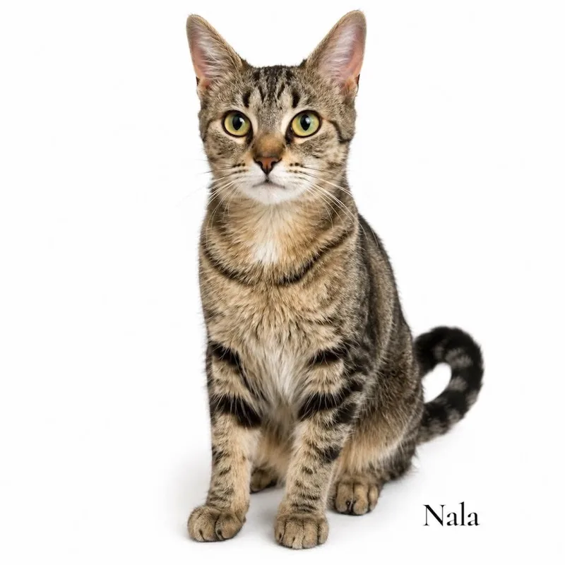 A young medium-sized female Tabby (Brown / Chocolate) Domestic Short Hair cat named Nala for adoption in Stevensville, MI