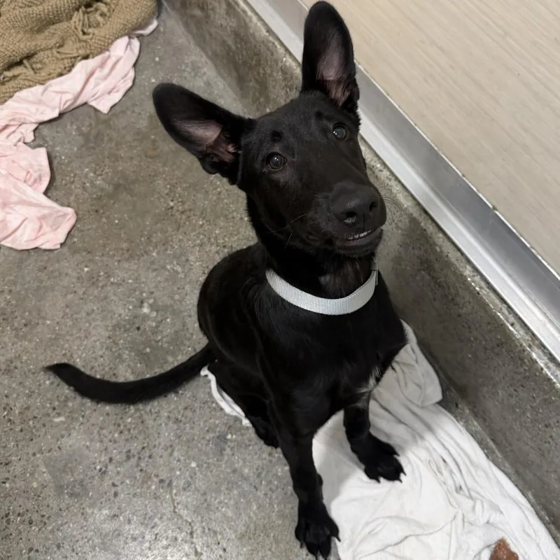A young small-sized male Shepherd dog named Timmy No Brakes for adoption in Los Angeles, CA