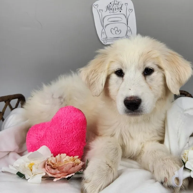 A baby small-sized female White / Cream Great Pyrenees dog named Bride On Honeymoon for adoption in Fort Wayne, IN