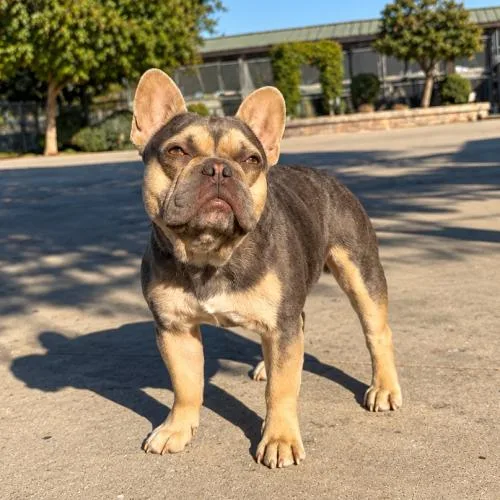 A young small-sized male French Bulldog dog named Eugene for adoption in Lathrop, CA
