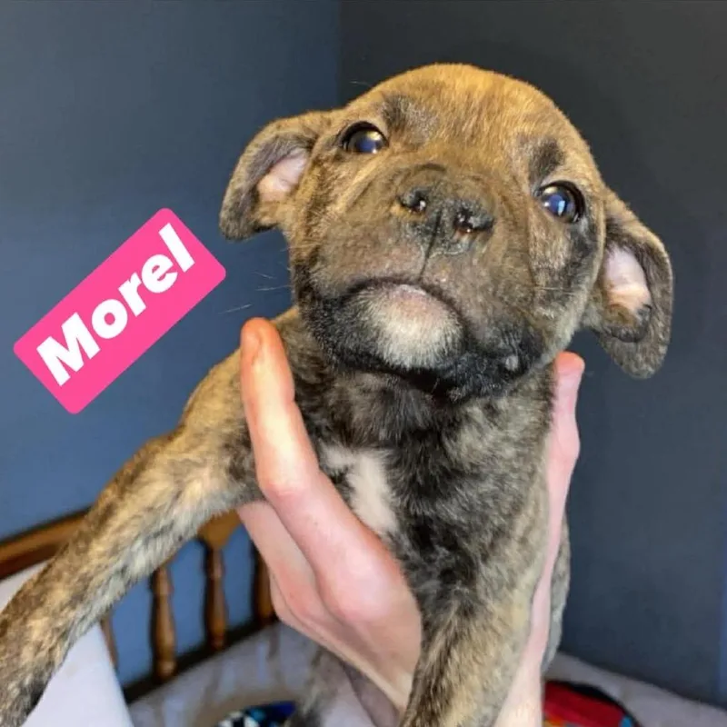 Morel thumbnail 2