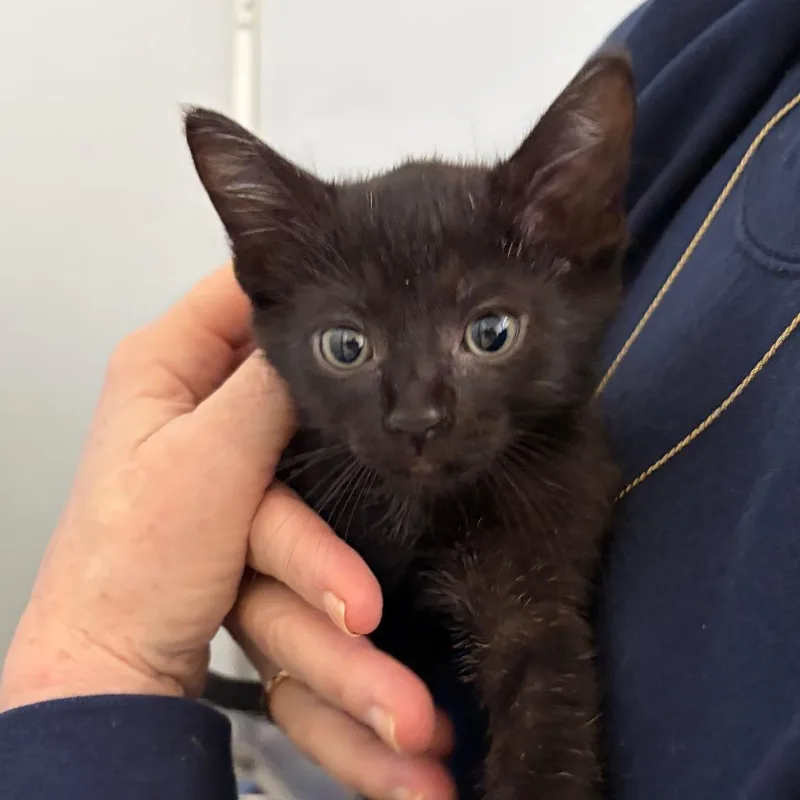 A baby small-sized female Black Domestic Short Hair cat named Tempurra for adoption in Ojai, CA