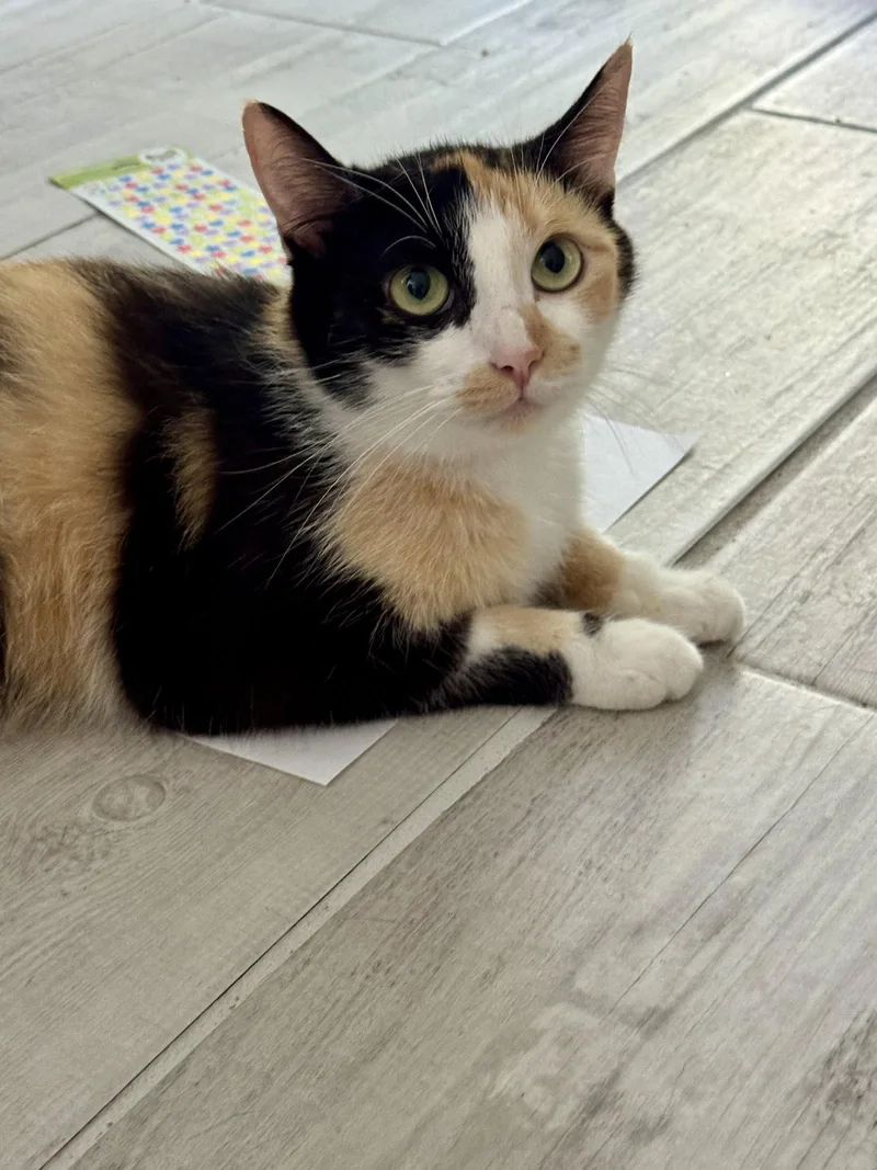 An adult medium-sized female Domestic Short Hair cat named Cali for adoption in Oviedo, FL