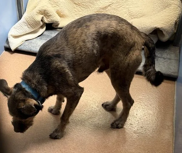 An adult medium-sized male Terrier dog named Milo for adoption in San Diego, CA