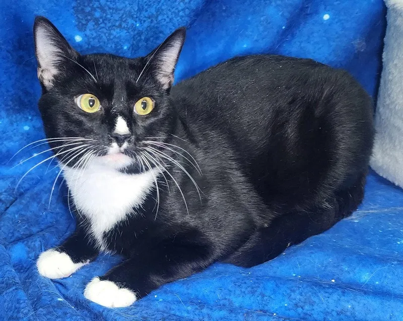An adult medium-sized male Black & White / Tuxedo Domestic Short Hair cat named Dale Meridius for adoption in Wetumpka, AL