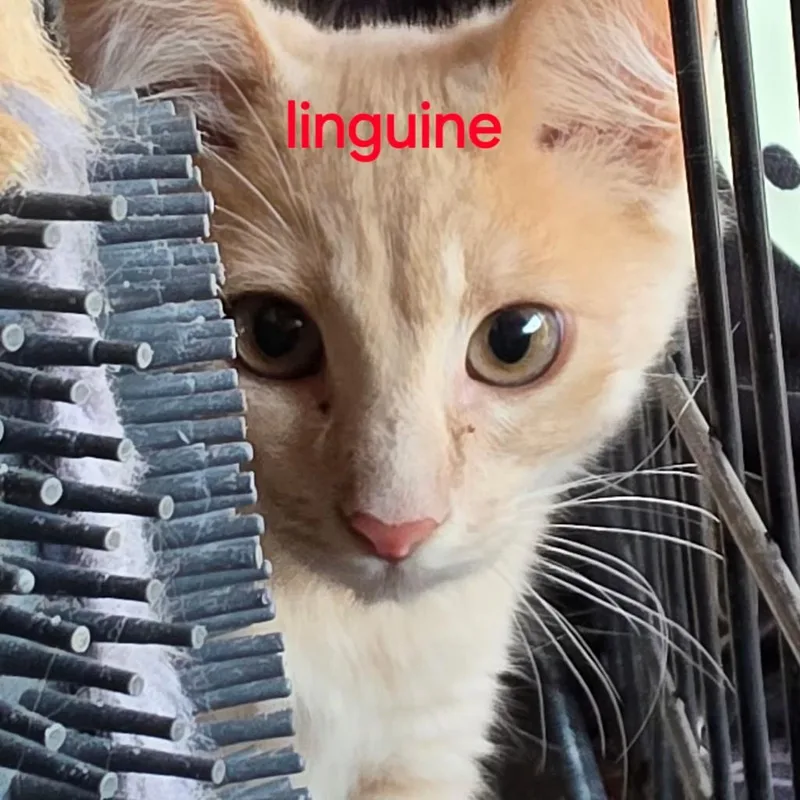 Linguine