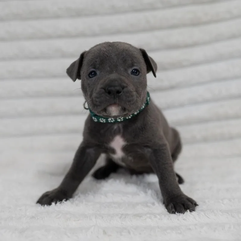 A baby small-sized male Gray / Blue / Silver Black Labrador Retriever dog named Hugo for adoption in Fulton, MO