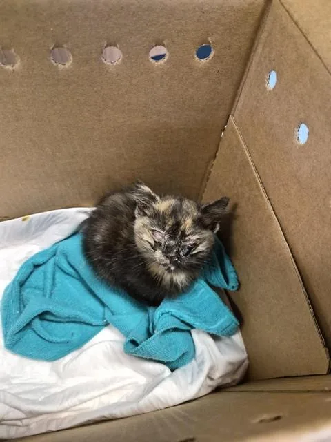 A baby small-sized female Domestic Short Hair cat named Cricket for adoption in San Jose, CA