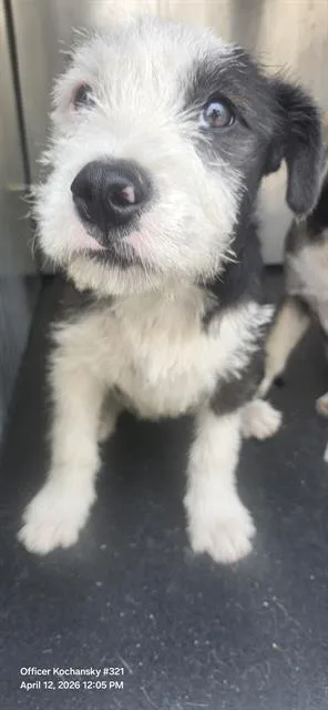 A baby small-sized female Terrier dog named Nina for adoption in San Antonio, TX