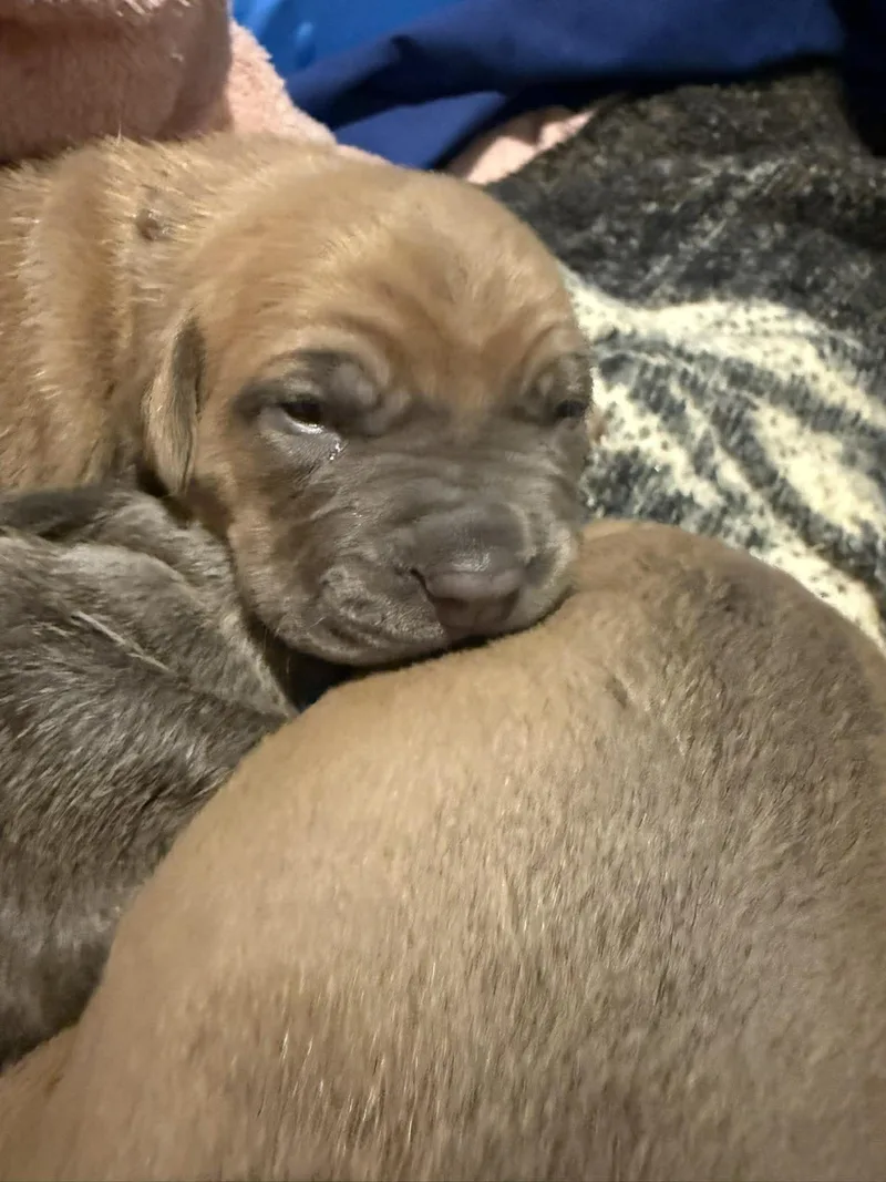 A baby medium-sized female Brown / Chocolate Pit Bull Terrier dog named Megan for adoption in Binghamton, NY