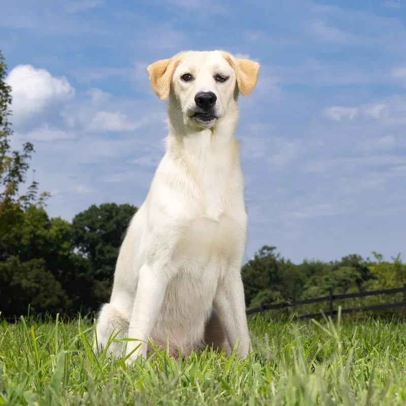 A baby medium-sized female Yellow / Tan / Blond / Fawn Mixed Breed dog named Dionne for adoption in Franklin, TN