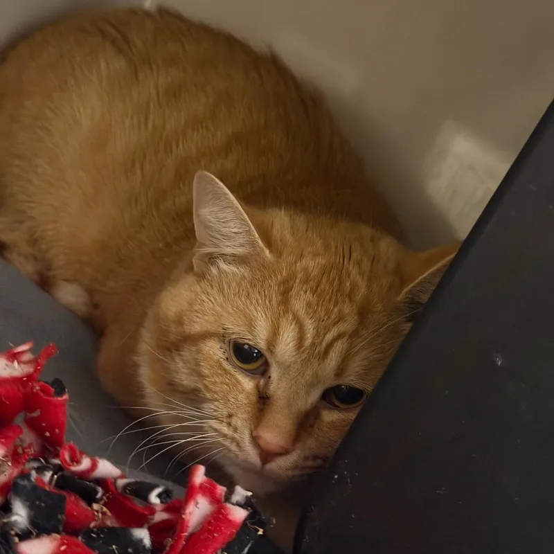 An adult large-sized male Orange / Red Domestic Short Hair cat named Yellowjacket for adoption in Watertown, NY