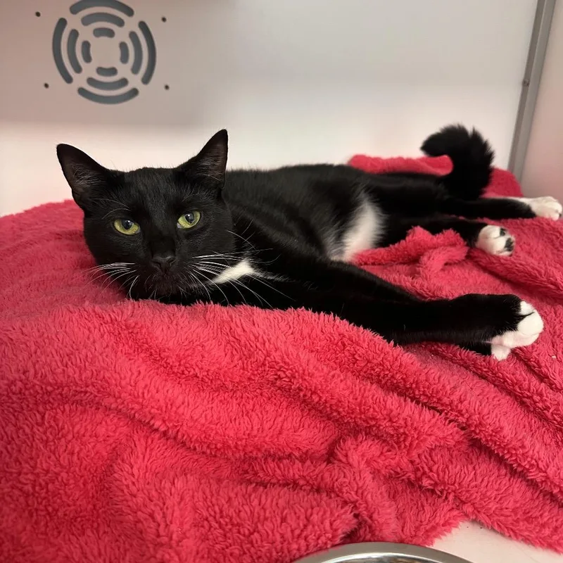 An adult medium-sized female Black Domestic Short Hair cat named Lina for adoption in Boston, MA