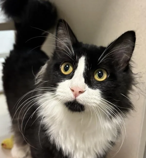 An adult medium-sized male Domestic Long Hair cat named Dylan for adoption in Oakland, CA