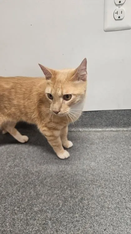 An adult medium-sized male Domestic Short Hair cat named Randy for adoption in West Chester, PA