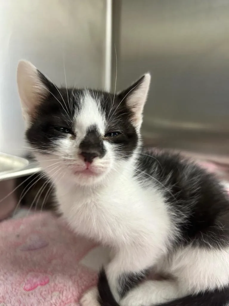 A baby medium-sized female Domestic Short Hair cat named Mini Me for adoption in Hartsville, SC