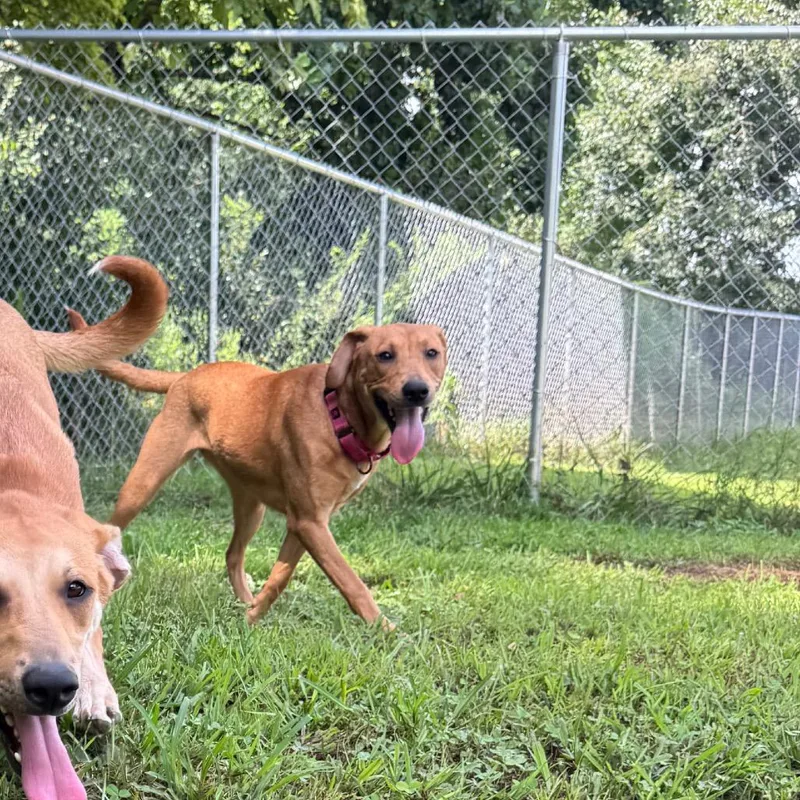 A young medium-sized female Red / Chestnut / Orange Redbone Coonhound dog named Lottie for adoption in Blairsville, GA