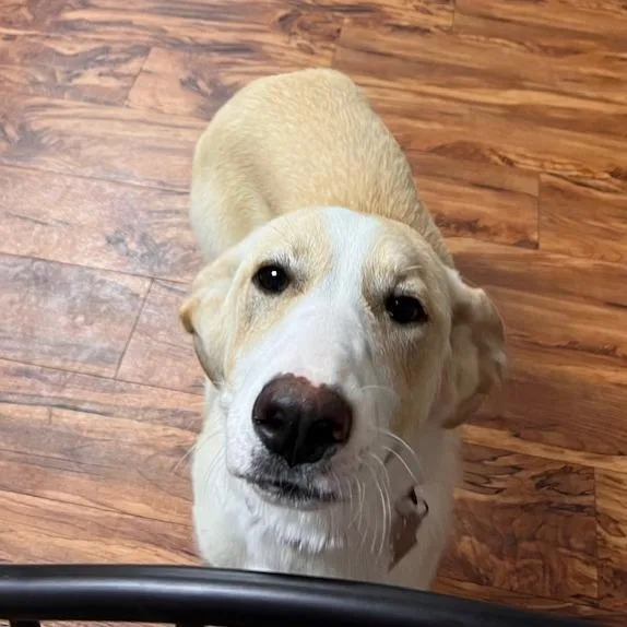 Sunny fka Pancake