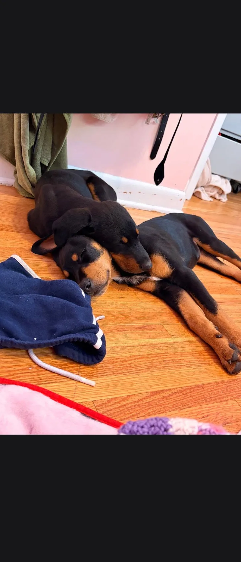 A baby large-sized male Doberman Pinscher dog named Bo for adoption in Buffalo, MN