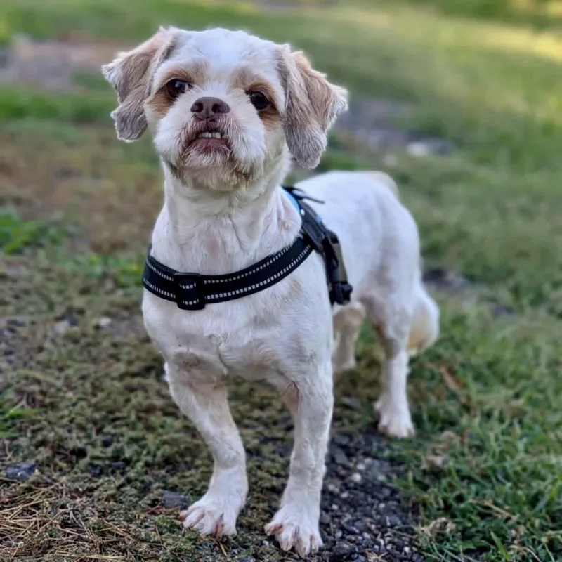 A senior small-sized male Shih Tzu dog named Yo Yo for adoption in Tyrone, GA