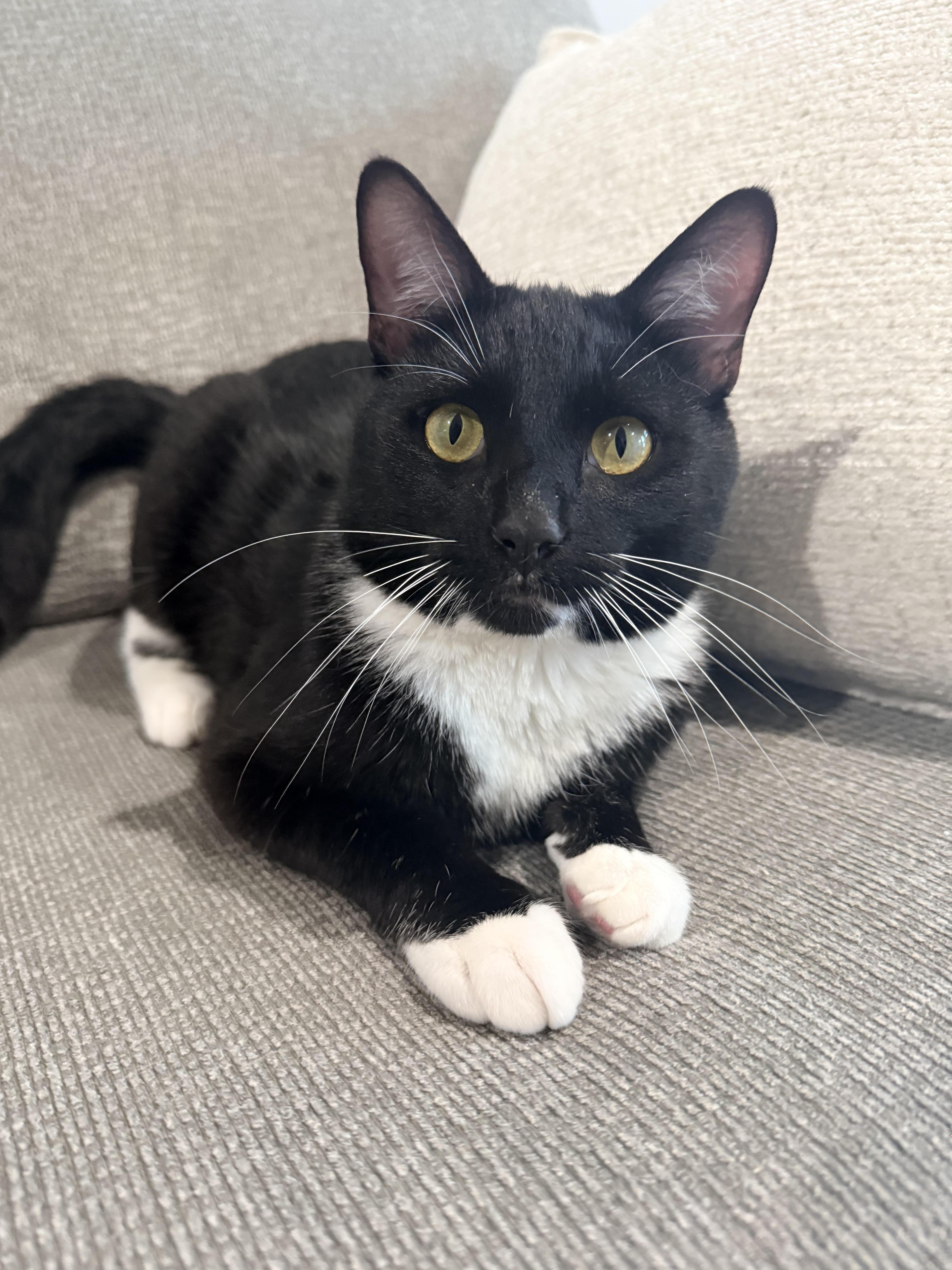 A young medium-sized male Black & White / Tuxedo Domestic Short Hair cat named Ozzy for adoption in Nashville, TN