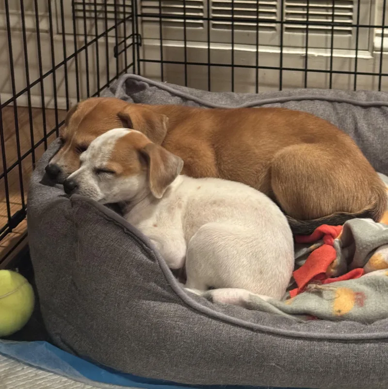 A baby medium-sized female Tricolor (Brown, Black, & White) Australian Cattle Dog / Blue Heeler dog named Honey for adoption in Kannapolis, NC