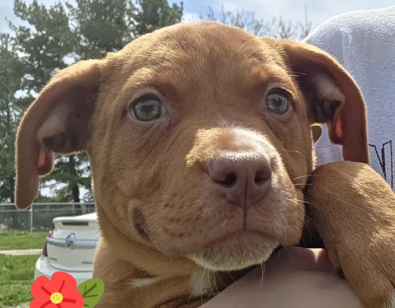 A baby medium-sized female Merle (Red) Labrador Retriever dog named Isabel for adoption in Muncie, IN