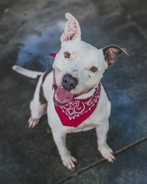 An adult large-sized male Terrier dog named Spots for adoption in Miami, FL
