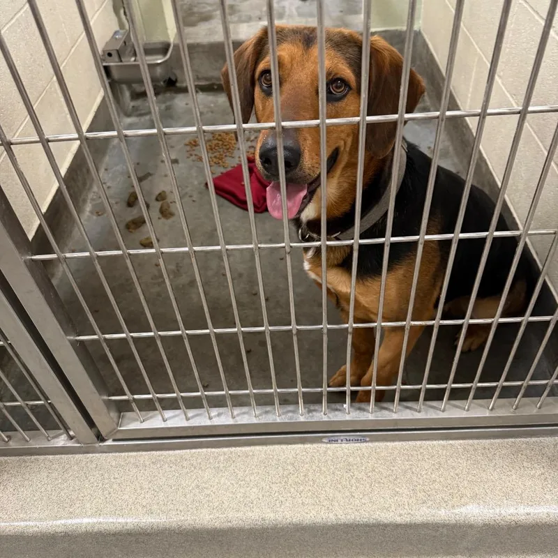 A young medium-sized male Black Beagle dog named IEPAStray for adoption in Upland, CA
