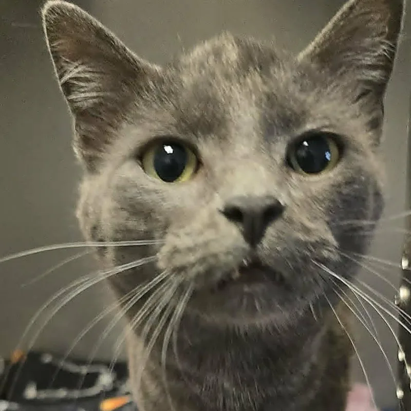 A young medium-sized male Gray / Blue / Silver Domestic Short Hair cat named Sterling for adoption in Orange, VA