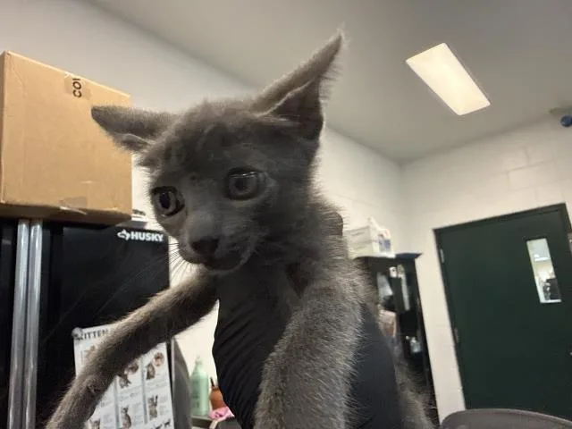 A baby small-sized female Domestic Short Hair cat named Meeko for adoption in Thousand Palms, CA