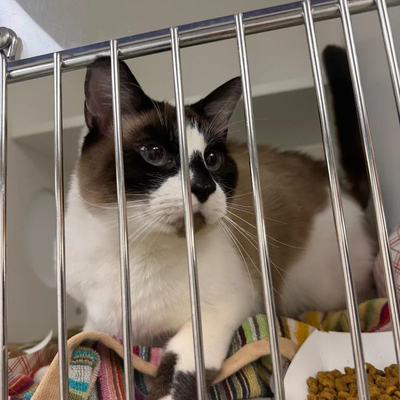 A senior medium-sized male White Siamese cat named Tito for adoption in Philadelphia, PA