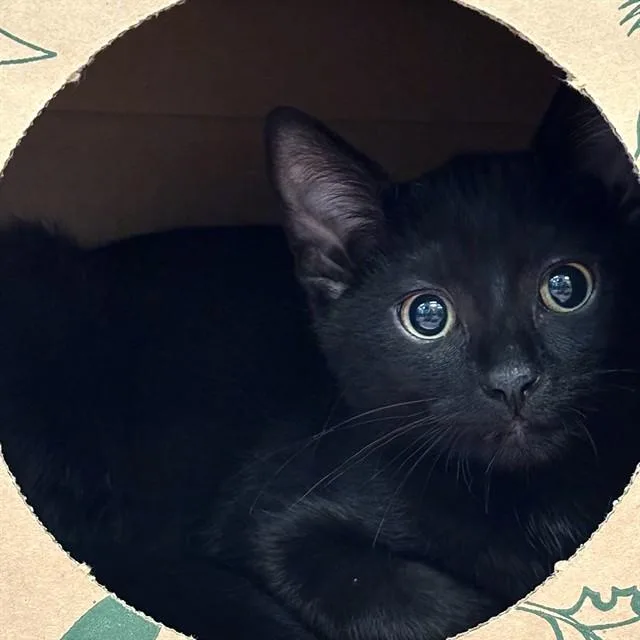 A baby small-sized female Domestic Short Hair cat named Chimera for adoption in St. Louis, MO