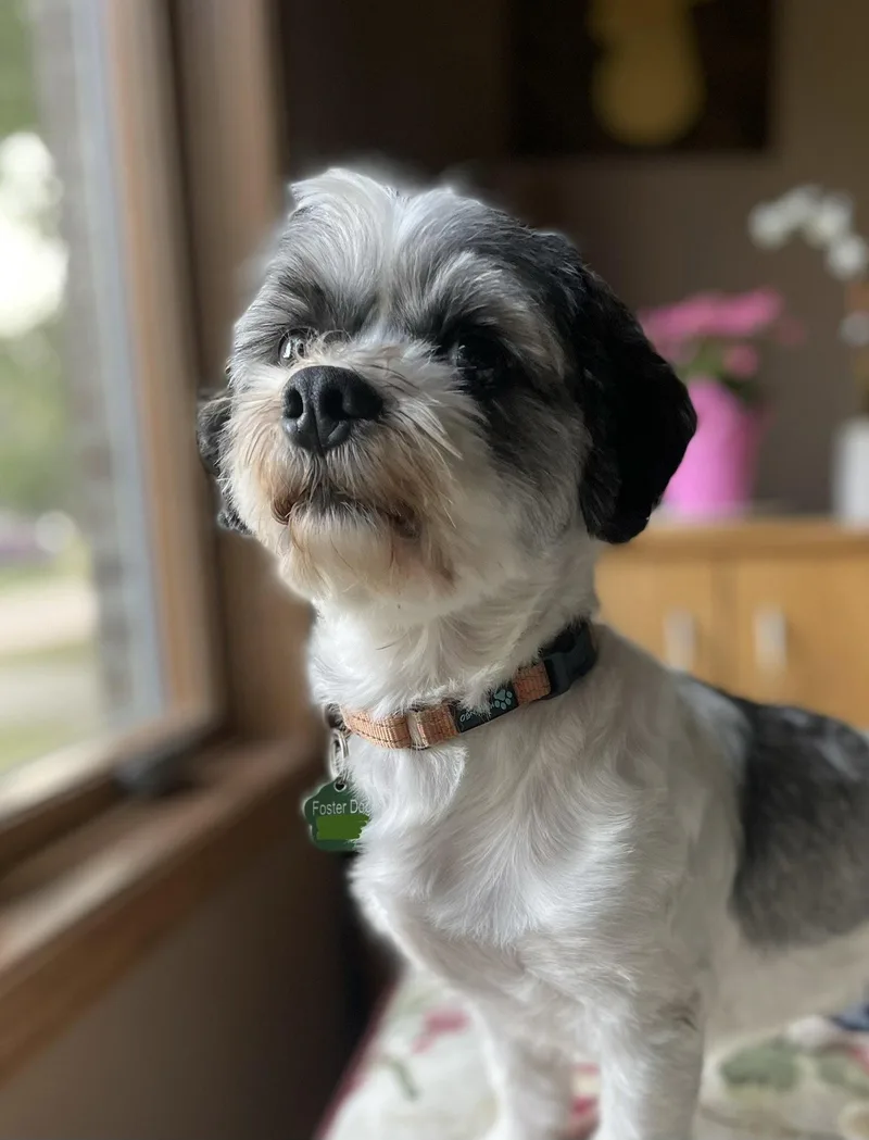 An adult small-sized male Shih Tzu dog named Sir for adoption in Brooklyn Center, MN