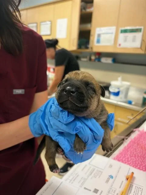 A young small-sized male Shepherd dog named A for adoption in Riverside, CA