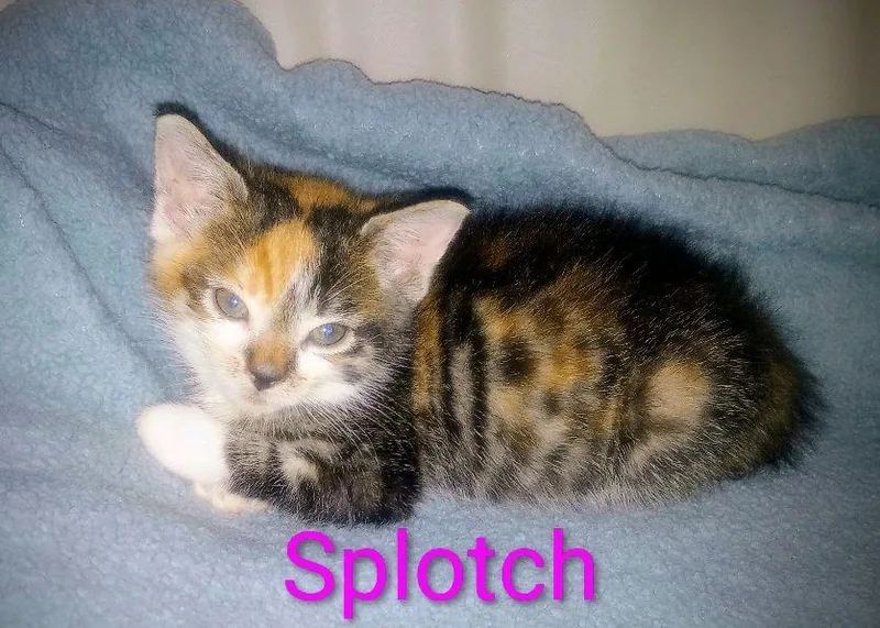 A baby medium-sized female Domestic Short Hair cat named Splotch for adoption in Johnson City, TN