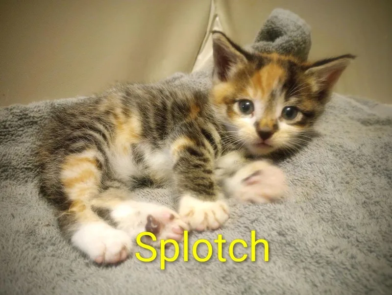 Splotch thumbnail 3